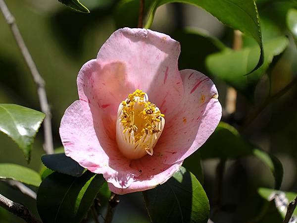 日本‧大阪‧長居植物園(Osaka Nagai Botani