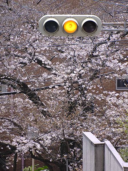 日本‧神戶‧北野異人館(Kobe Kitano Ijinka