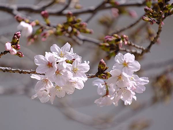 日本‧神戶‧北野異人館(Kobe Kitano Ijinka