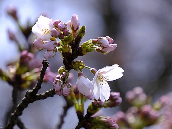 日本‧金澤賞櫻(上)‧心之道(Kanazawa Cherry
