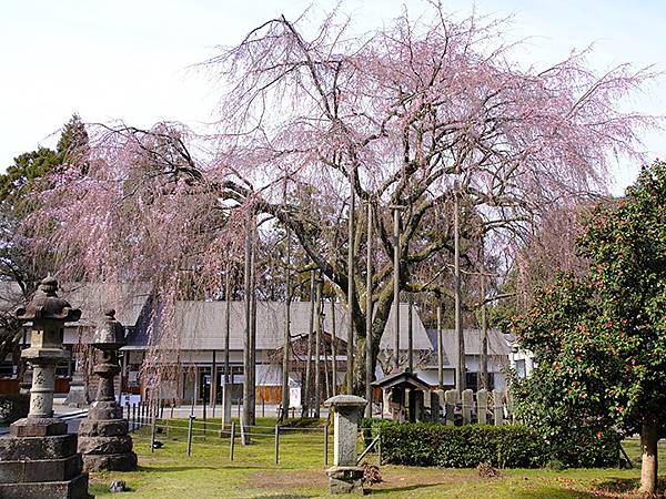 日本‧福井(十四)‧賞櫻(一)‧足羽山(Fukui XIV)