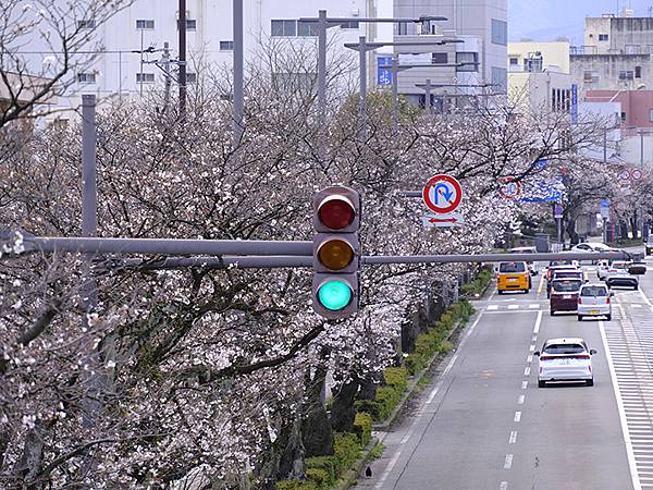 日本‧福井(十五)‧賞櫻(二)‧足羽川、福井城(Fukui 