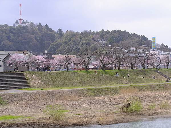 日本‧福井(十五)‧賞櫻(二)‧足羽川、福井城(Fukui 