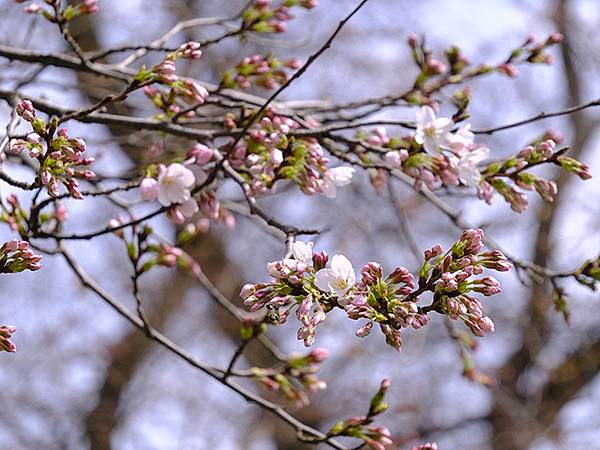 日本‧福井(十五)‧賞櫻(二)‧足羽川、福井城(Fukui 