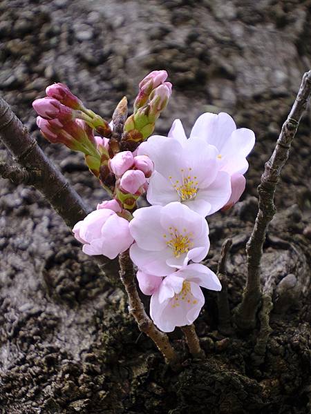 日本‧福井(十五)‧賞櫻(二)‧足羽川、福井城(Fukui 