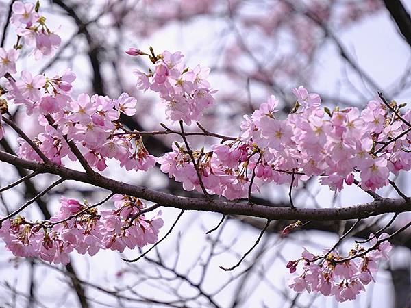 日本‧福井(十五)‧賞櫻(二)‧足羽川、福井城(Fukui 
