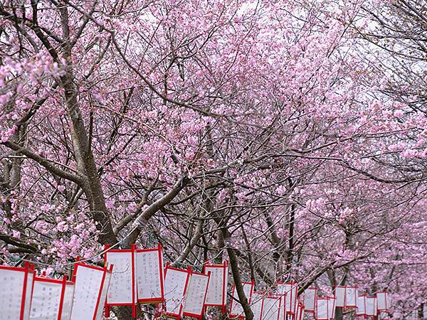 日本‧福井(十五)‧賞櫻(二)‧足羽川、福井城(Fukui 