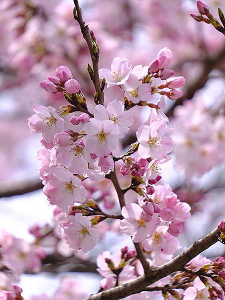 日本‧福井(十五)‧賞櫻(二)‧足羽川、福井城(Fukui 