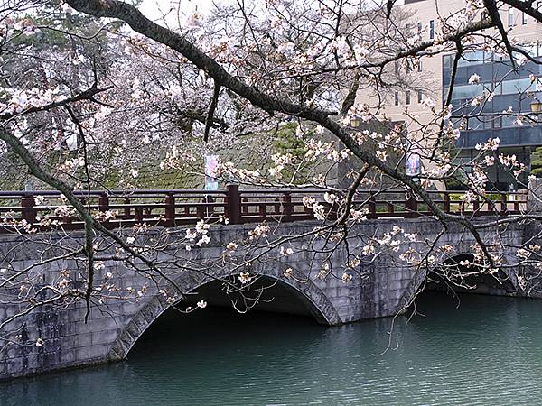 日本‧福井(十五)‧賞櫻(二)‧足羽川、福井城(Fukui 