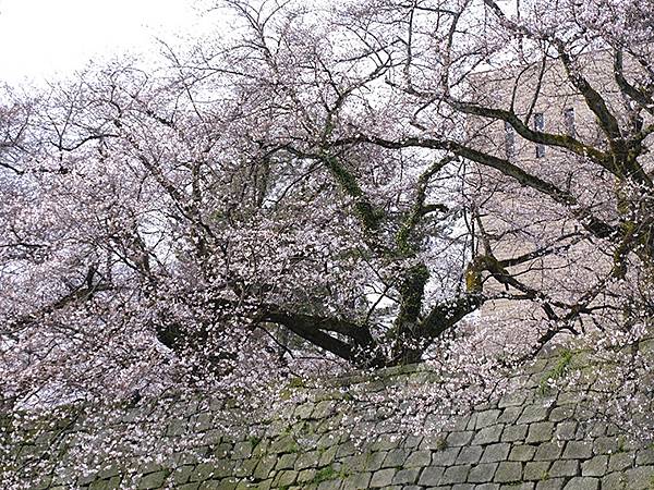 日本‧福井(十五)‧賞櫻(二)‧足羽川、福井城(Fukui 