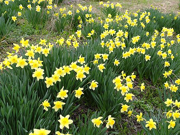 日本‧福井(十五)‧賞櫻(二)‧足羽川、福井城(Fukui 