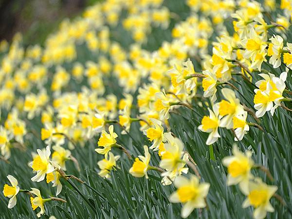 日本‧福井(十五)‧賞櫻(二)‧足羽川、福井城(Fukui 