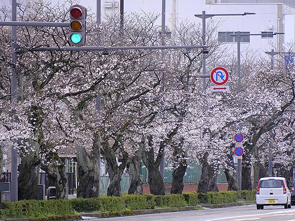 日本‧福井(十五)‧賞櫻(二)‧足羽川、福井城(Fukui 