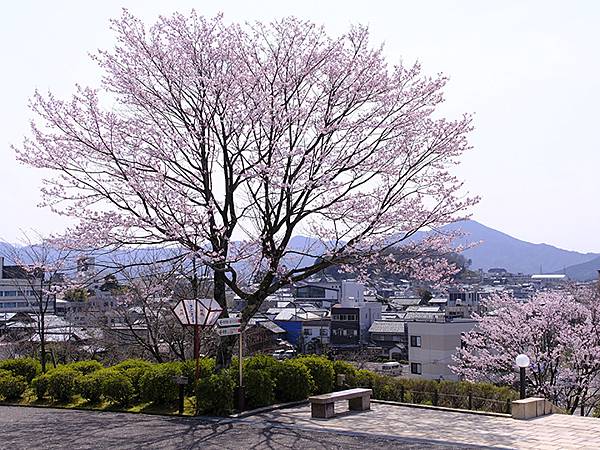 日本‧福井(十六)‧賞櫻(三)‧鯖江(Fukui XIV)