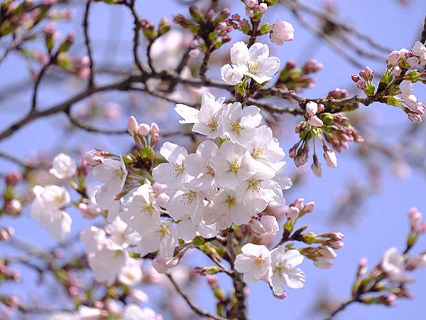 日本‧福井(十六)‧賞櫻(三)‧鯖江(Fukui XIV)