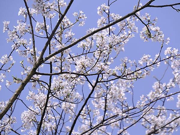 日本‧福井(十六)‧賞櫻(三)‧鯖江(Fukui XIV)