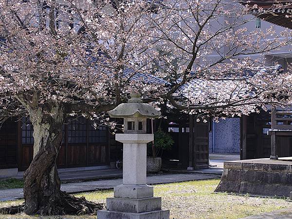 日本‧福井(十六)‧賞櫻(三)‧鯖江(Fukui XIV)