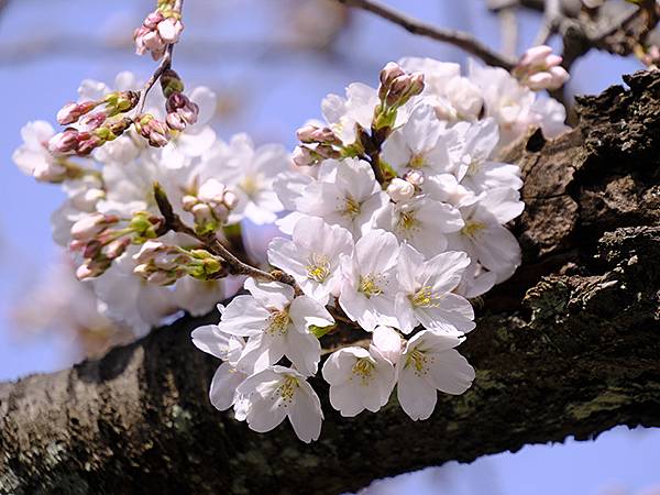 日本‧福井(十六)‧賞櫻(三)‧鯖江(Fukui XIV)