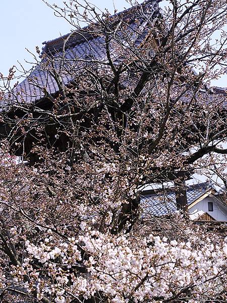 日本‧福井(十六)‧賞櫻(三)‧鯖江(Fukui XIV)