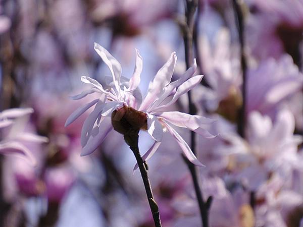 日本‧福井(十六)‧賞櫻(三)‧鯖江(Fukui XIV)