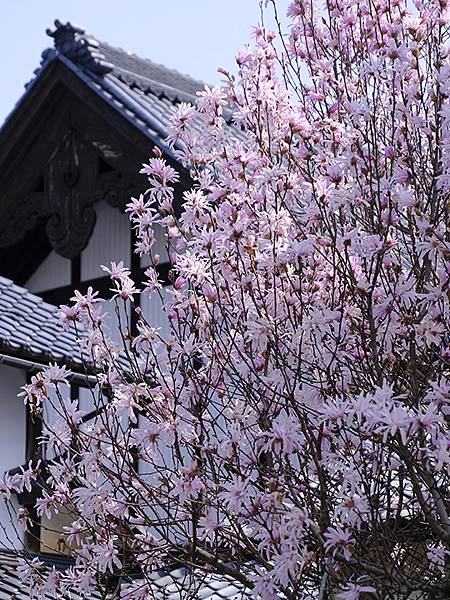 日本‧福井(十六)‧賞櫻(三)‧鯖江(Fukui XIV)