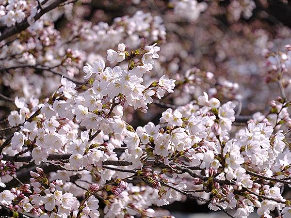 日本‧福井(十六)‧賞櫻(三)‧鯖江(Fukui XIV)