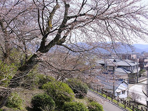 日本‧福井(十六)‧賞櫻(三)‧鯖江(Fukui XIV)