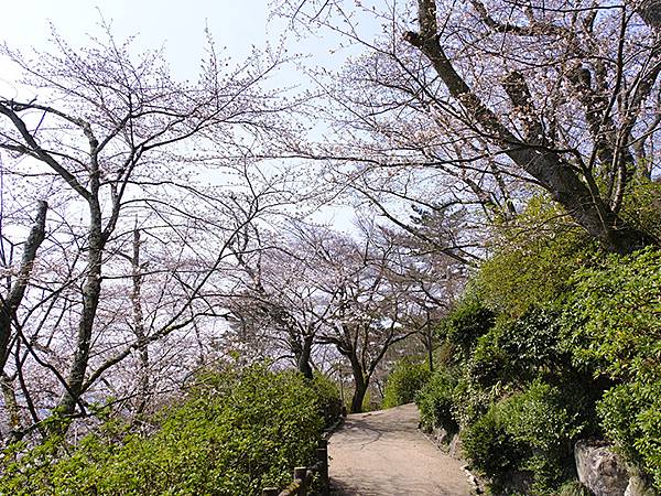 日本‧福井(十六)‧賞櫻(三)‧鯖江(Fukui XIV)