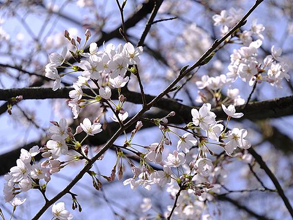 日本‧福井(十六)‧賞櫻(三)‧鯖江(Fukui XIV)