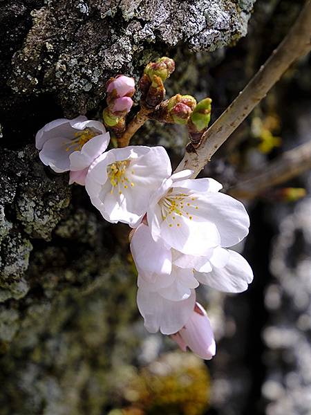 日本‧福井(十六)‧賞櫻(三)‧鯖江(Fukui XIV)