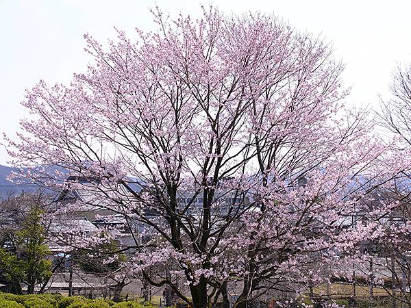 日本‧福井(十六)‧賞櫻(三)‧鯖江(Fukui XIV)