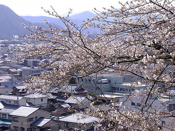 日本‧福井(十六)‧賞櫻(三)‧鯖江(Fukui XIV)