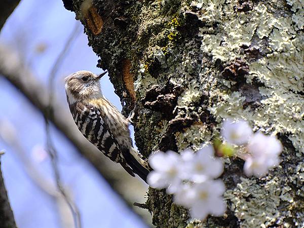 日本‧福井(十六)‧賞櫻(三)‧鯖江(Fukui XIV)