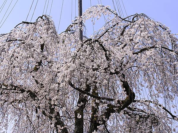 日本‧福井(十六)‧賞櫻(三)‧鯖江(Fukui XIV)