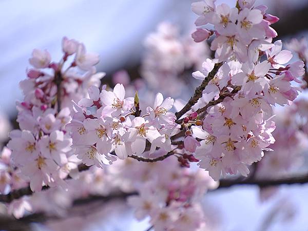 日本‧福井(十六)‧賞櫻(三)‧鯖江(Fukui XIV)