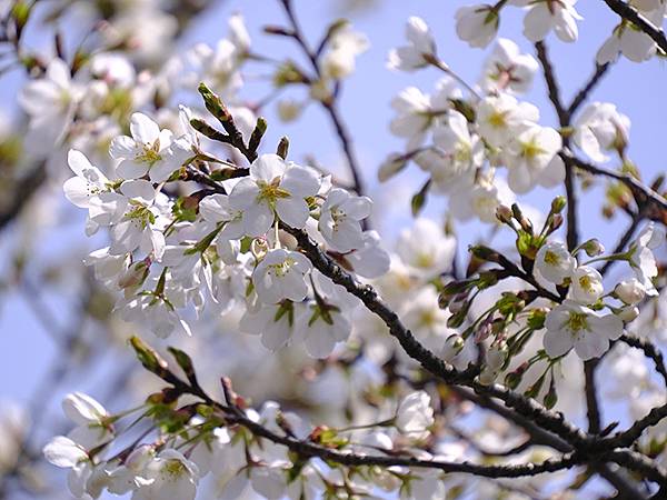 日本‧福井(十六)‧賞櫻(三)‧鯖江(Fukui XIV)