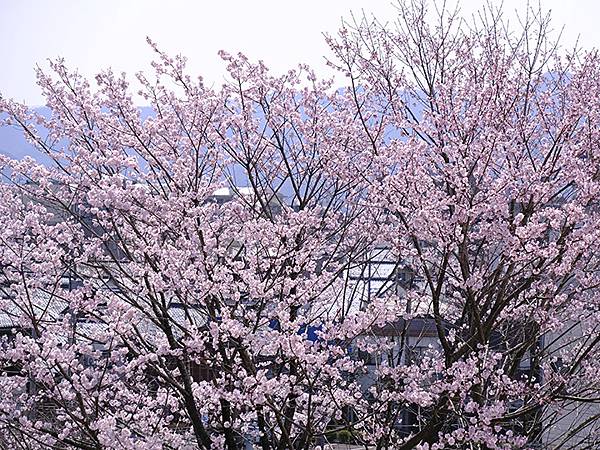 日本‧福井(十六)‧賞櫻(三)‧鯖江(Fukui XIV)