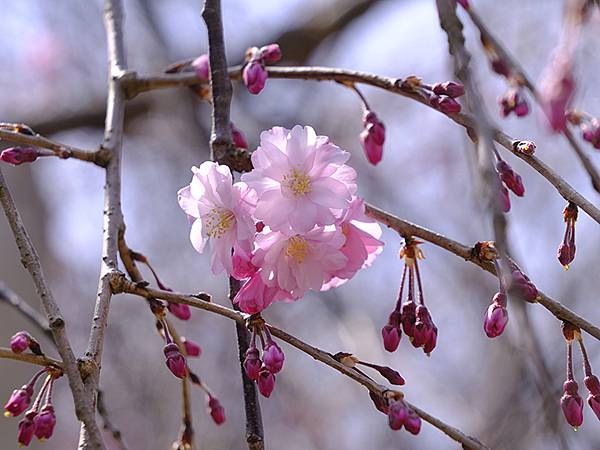 日本‧福井(十六)‧賞櫻(三)‧鯖江(Fukui XIV)