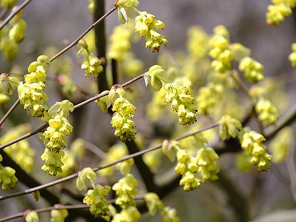 日本‧福井(十六)‧賞櫻(三)‧鯖江(Fukui XIV)