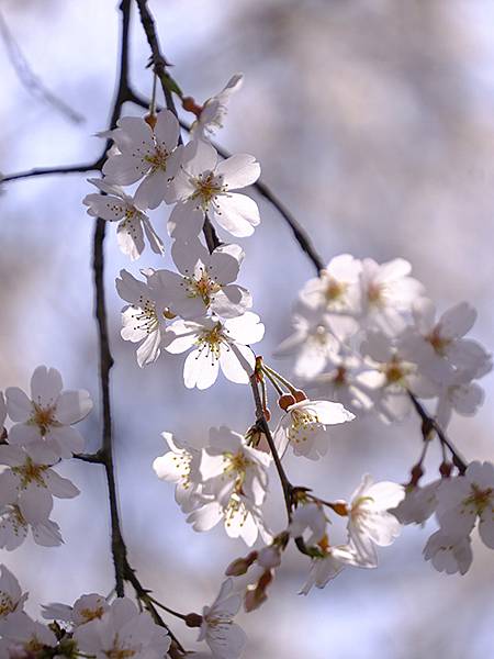 日本‧福井(十六)‧賞櫻(三)‧鯖江(Fukui XIV)