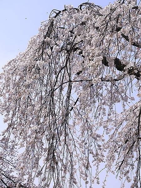日本‧福井(十六)‧賞櫻(三)‧鯖江(Fukui XIV)