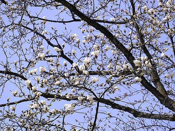 日本‧福井(十六)‧賞櫻(三)‧鯖江(Fukui XIV)