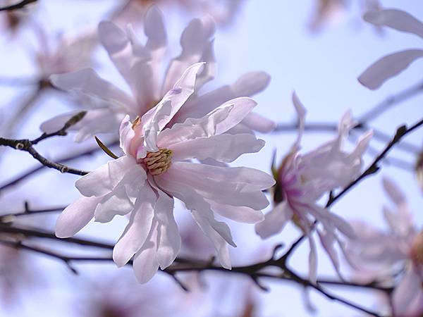 日本‧福井(十六)‧賞櫻(三)‧鯖江(Fukui XIV)