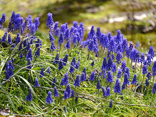 日本‧福井(十六)‧賞櫻(三)‧鯖江(Fukui XIV)