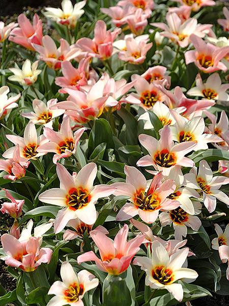 日本‧福井(十六)‧賞櫻(三)‧鯖江(Fukui XIV)