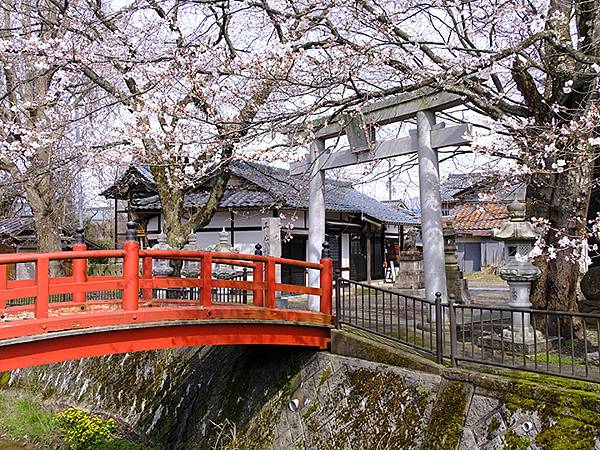 日本‧福井(十七)‧賞櫻(四)‧武生(Fukui XIV)