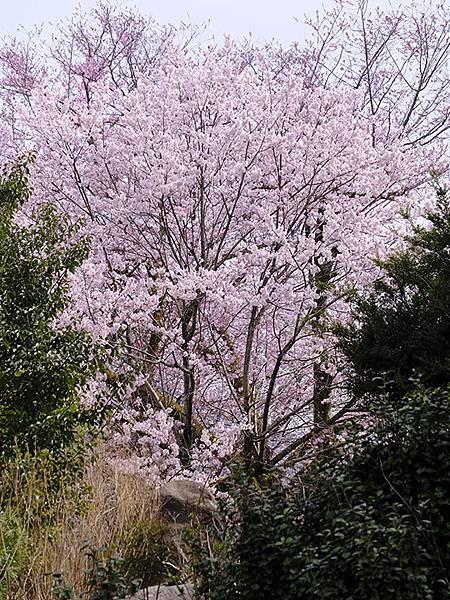 日本‧福井(十七)‧賞櫻(四)‧武生(Fukui XIV)