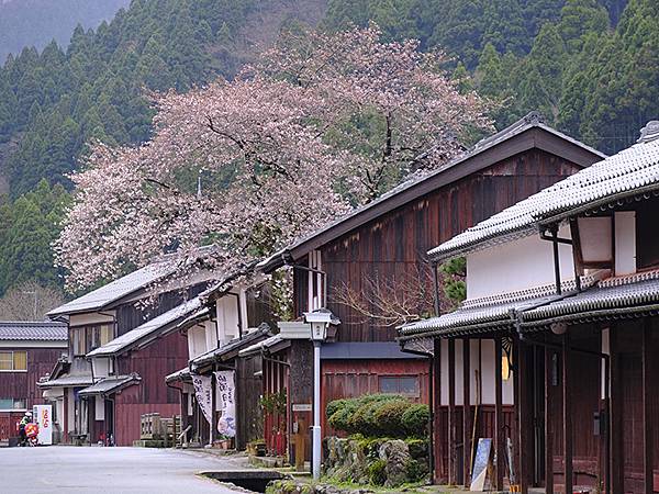 日本‧福井(十九)‧賞櫻(六)‧熊川宿(Fukui XIV)