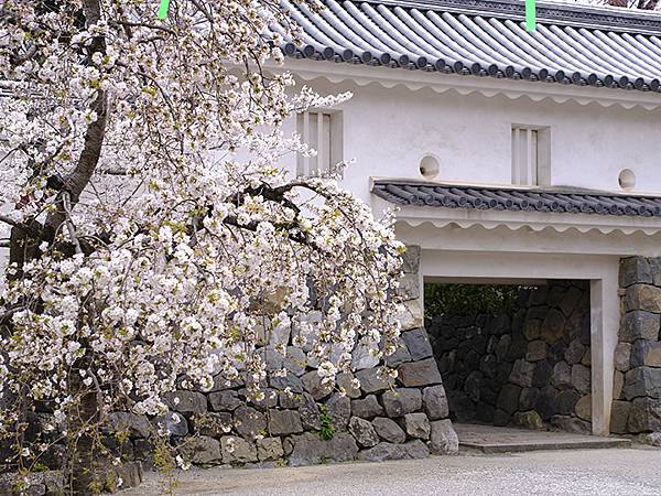 日本‧大垣賞櫻(上)‧大垣城(Ogaki I) 日本‧大垣賞櫻(上)‧大垣城(Ogaki I)