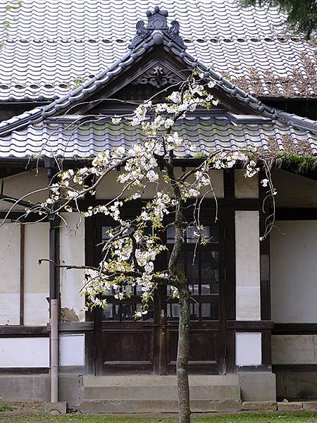 日本‧大垣賞櫻(上)‧大垣城(Ogaki I) 日本‧大垣賞櫻(上)‧大垣城(Ogaki I)